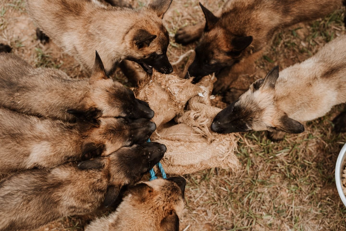 Cachorros Pastor Belga Malinois del criadero de Colina Canine Center