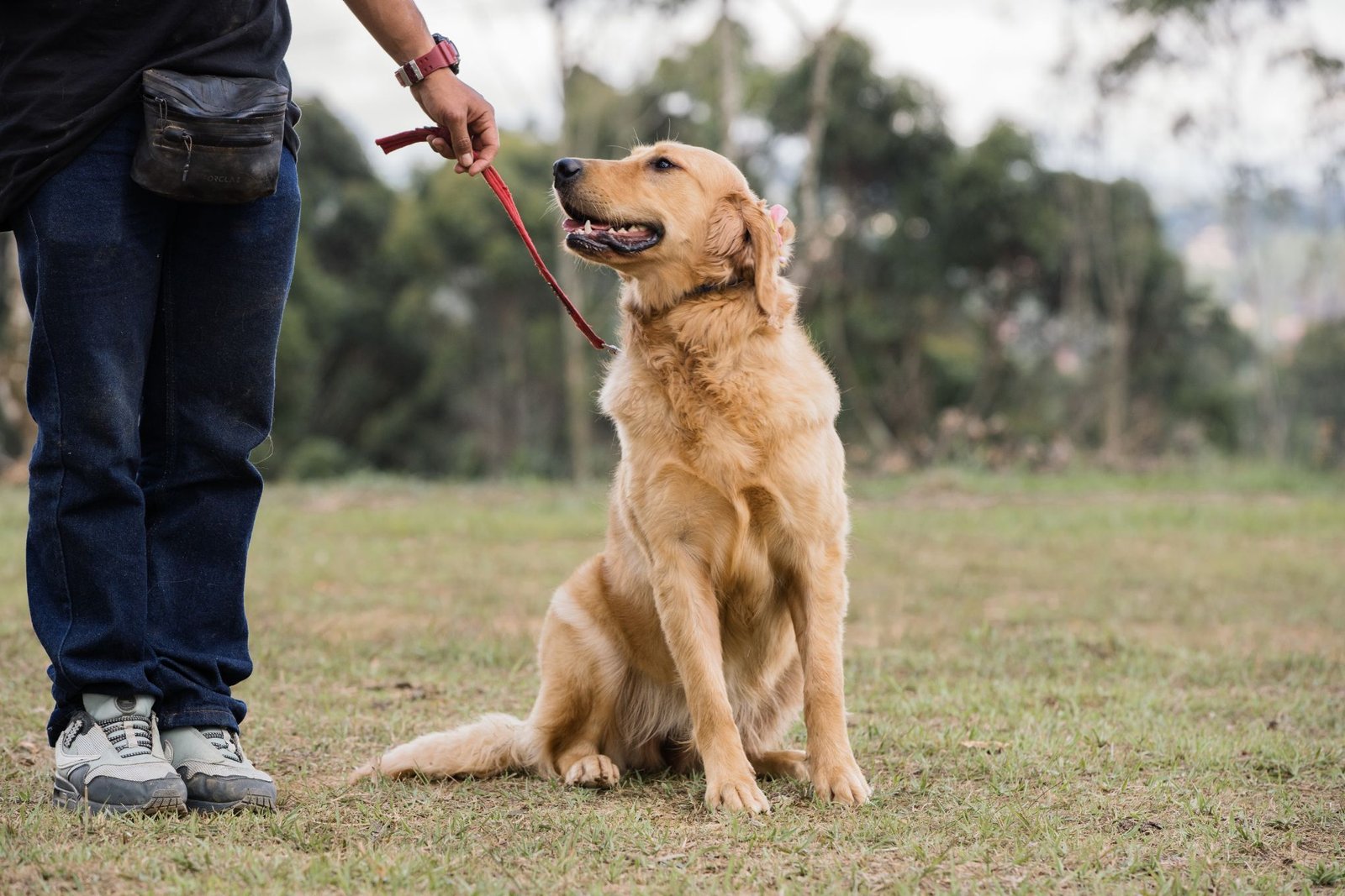 Golden retriever sentado junto a su guía durante el entrenamiento