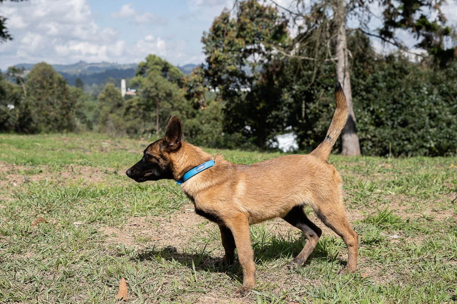 Cachorro Pastor Belga Malinois explorando el campo