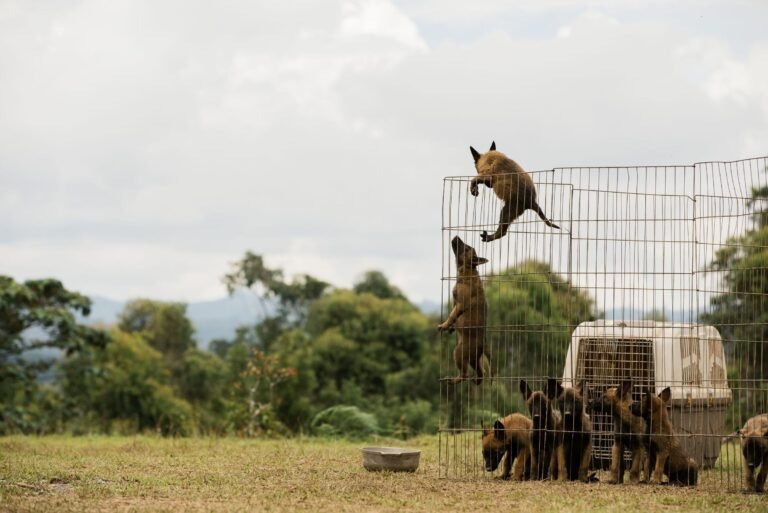 Pastor Belga Malinois saltando en las instalaciones del criadero en Rionegro