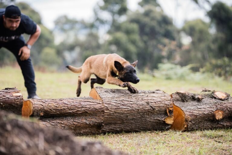 Pastor Belga Malinois saltando un tronco durante un entrenamiento canino en Antioquia