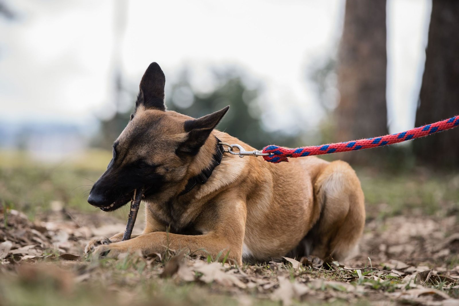 Pastor Belga Malinois echado con su correa en el campo de entrenamiento