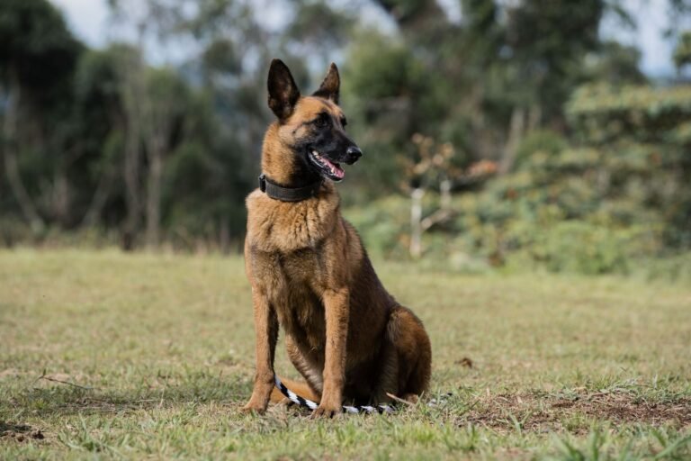 Pastor Belga Malinois sentado en el campo de entrenamiento
