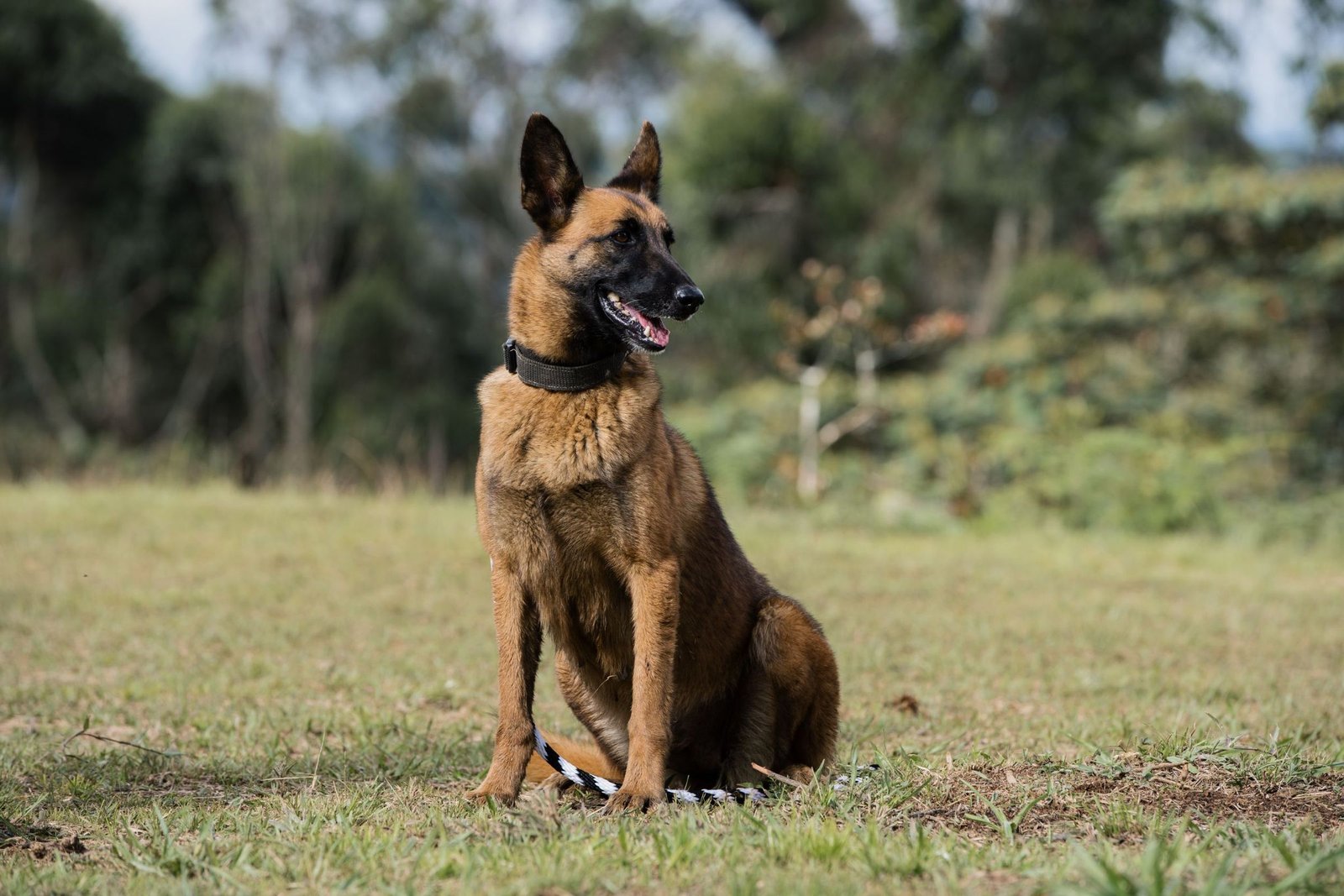 Pastor Belga Malinois sentado en el campo de entrenamiento
