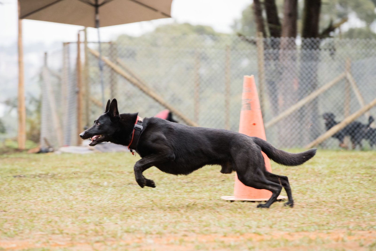 Perro negro corriendo en el campo de entrenamiento de Colina