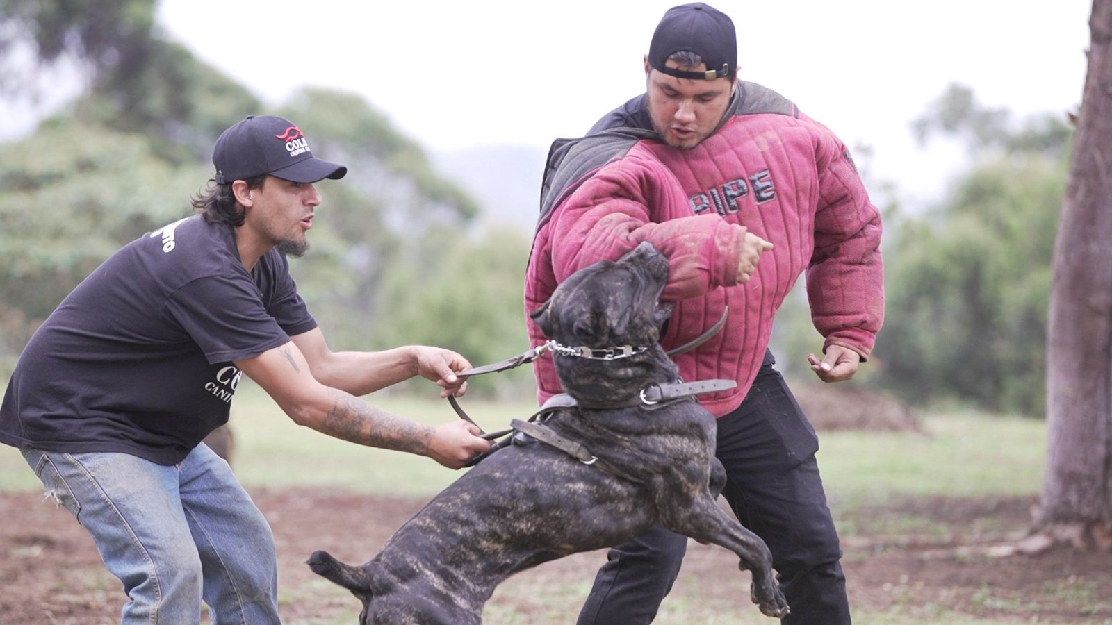 Sesión de protección deportiva con un perro y su guía en Colina Canine Center