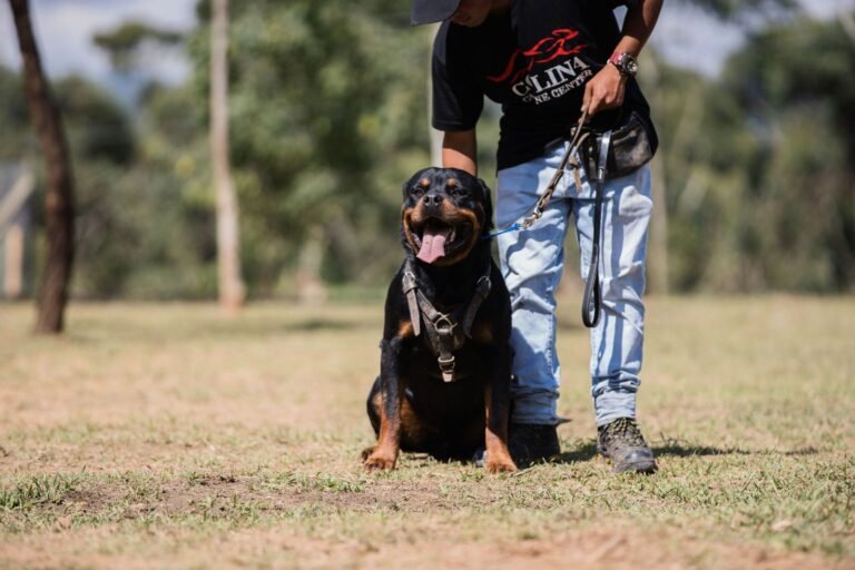 Rottweiler en ejercicio de obediencia junto a su guía