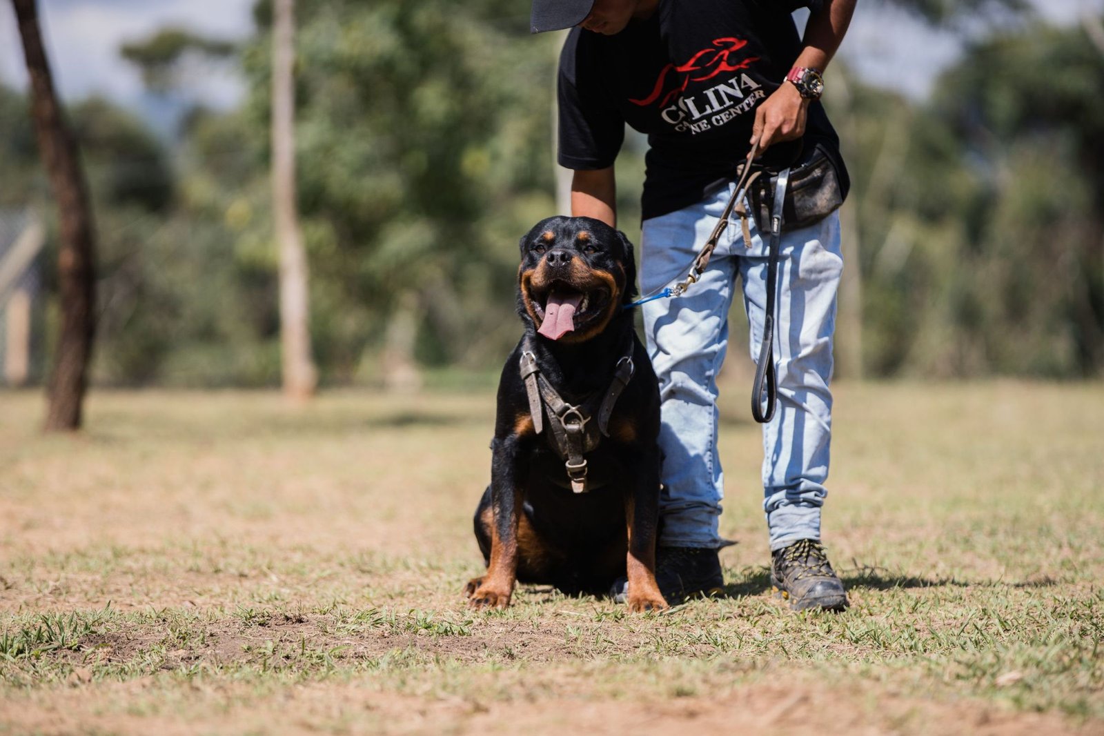 Rottweiler en ejercicio de obediencia junto a su guía